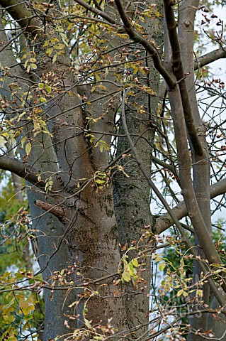 FRAXINUS_EXCELSIOR_CHALARA_FRAXINEA__ASH_TREE_DIEBACK