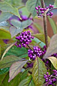 CALLICARPA BODINIERII PROFUSION