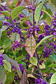 CALLICARPA BODINIERII PROFUSION