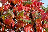 RHUS TYPHINA