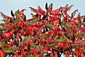 RHUS TYPHINA