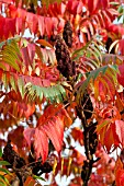 RHUS TYPHINA