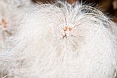 CLEMATIS BILL MACKENZIE SEEDHEAD