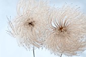 CLEMATIS BILL MACKENZIE SEEDHEAD