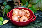 COOKING ONIONS IN RED DISH