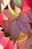 PARTHENOCISSUS QUINQUEFOLIA