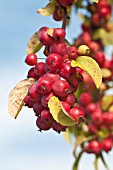 MALUS HUPEHENSIS FRUITS