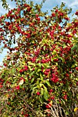 MALUS HUPEHENSIS FRUITS