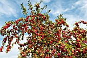 MALUS HUPEHENSIS FRUITS