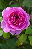 ROSA GERTRUDE JEKYLL