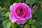 ROSA GERTRUDE JEKYLL