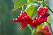 CAPSICUM BACCATUM CHRISTMAS BELL OR UBA TUBA