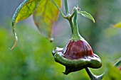 CAPSICUM BACCATUM CHRISTMAS BELL OR UBA TUBA CHANGING COLOUR