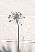 AGAPANTHUS SEEDHEAD SILHOUETTE ON WHITE WALL