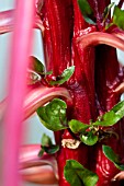 BETA VULGARIS VAR CICLA FLAVESCENS RHUBARB CHARD