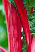 BETA VULGARIS VAR CICLA FLAVESCENS RHUBARB CHARD