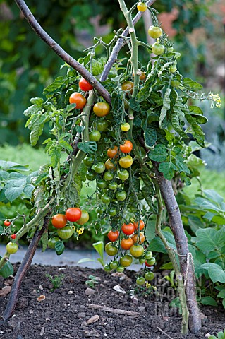 TOMATO_GARDENERS_DELIGHT_SUPPORTED_BY_HAZEL_POLES