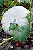 CUCURBITA PEPO WHITE GHOST