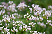 ALLIUM NEAPOLITANUM