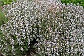 THYMUS VULGARIS