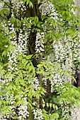 WISTERIA SINENSIS ALBA