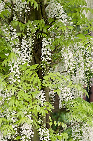 WISTERIA_SINENSIS_ALBA