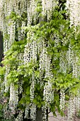 WISTERIA SINENSIS ALBA