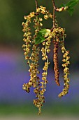 BETULA UTILIS VAR.JACQUEMONTII,   CATKINS