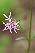 LYCHNIS FLOS-CUCULI