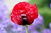 PAPAVER ORIENTALE BEAUTY OF LIVERMERE