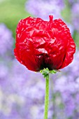 PAPAVER ORIENTALE BEAUTY OF LIVERMERE