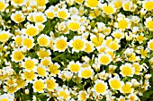 LIMNANTHES DOUGLASII