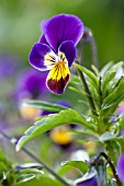 VIOLA TRICOLOR HELEN MOUNT