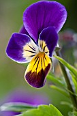 VIOLA TRICOLOR HELEN MOUNT