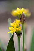 ALLIUM MOLY