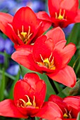 TULIPA SHOW WINNER