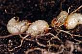 OTIORHYNCHUS SULCATUS,   VINE WEEVIL LARVAE