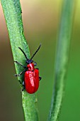 LILIOCERIS LILII,  (SCARLET LILY BEETLE)