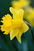 NARCISSUS KING ALFRED