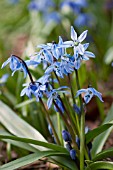 SCILLA SIBERICA SPRING BEAUTY