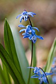 SCILLA SIBERICA SPRING BEAUTY