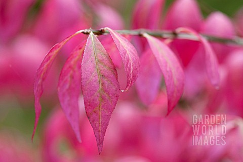 EUONYMUS_ALATUS