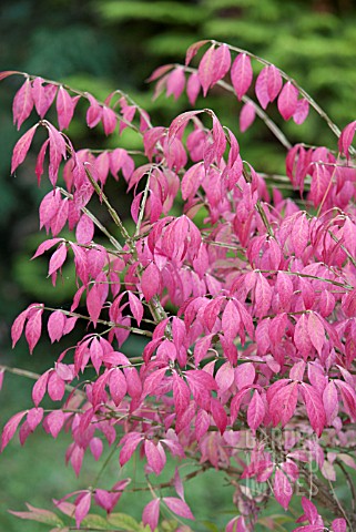 EUONYMUS_ALATUS