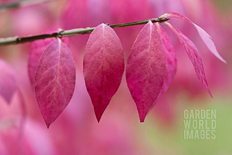 EUONYMUS_ALATUS