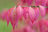 EUONYMUS ALATUS