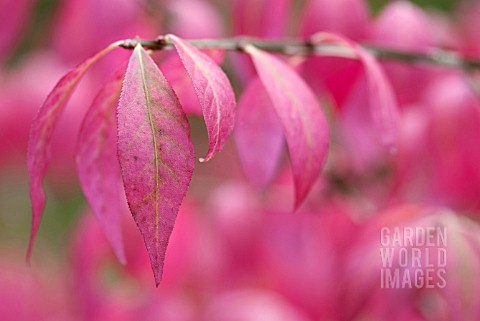 EUONYMUS_ALATUS