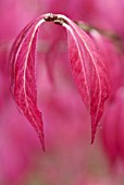 EUONYMUS ALATUS