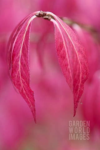 EUONYMUS_ALATUS