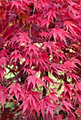 ACER PALMATUM CHITOSEYAMA