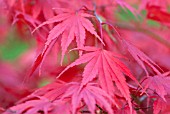 ACER PALMATUM CHITOSEYAMA